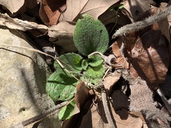 Lithospermum helleri