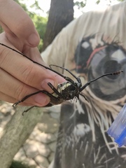 Batocera lineolata