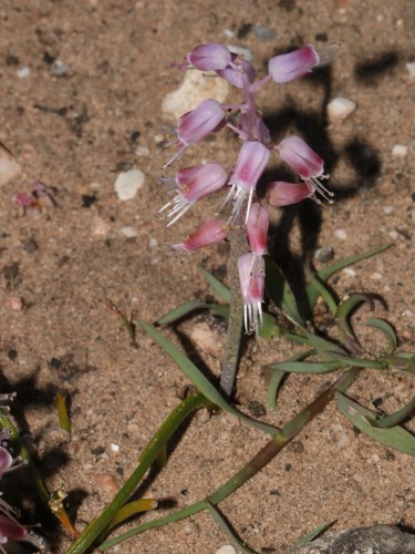 Lachenalia juncifolia