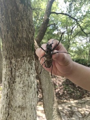 Batocera lineolata