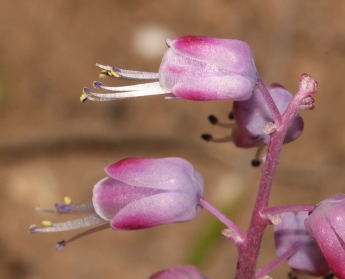 Lachenalia juncifolia