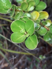 Coprosma neglecta