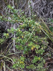Coprosma neglecta