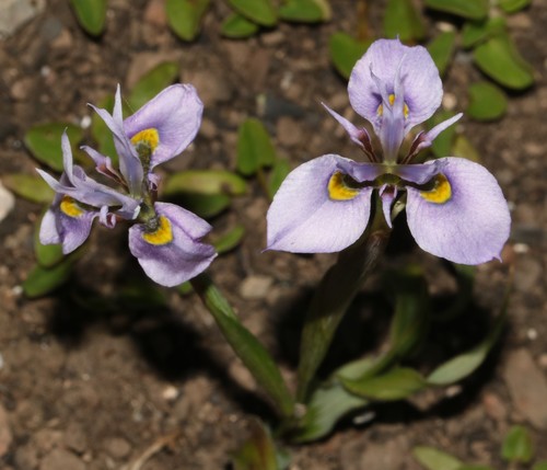 Moraea fergusoniae