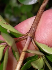 Coprosma neglecta