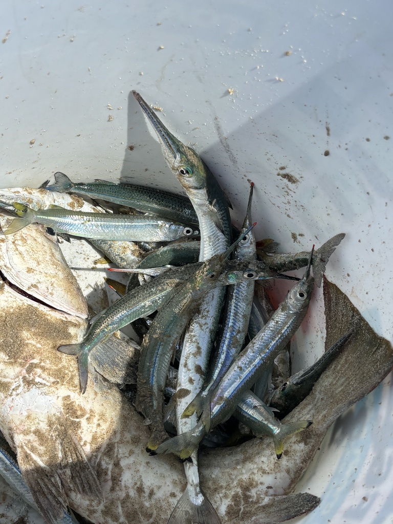 Blackfin halfbeak (Hyporhamphus melanopterus) — Hemiramphidae