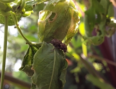 Pantomorus postfasciatus