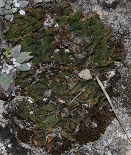 Haworthia rossouwii