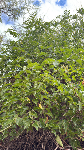 Colubrina asiatica, 2025-12-11