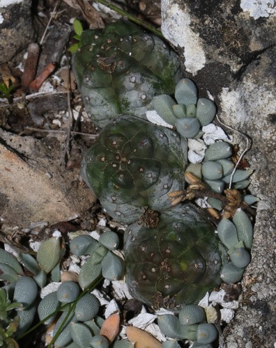 Euphorbia pseudoglobosa, photograph 2