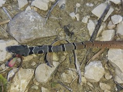 Platyceps najadum