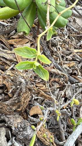 Boerhavia repens observed 2025-12-11