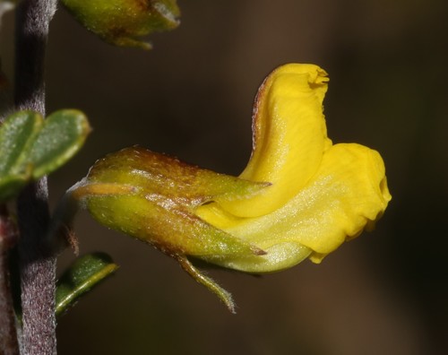 Image of Wiborgiella sessilifolia by (c) Brian du Preez, some rights reserved (CC BY-SA)