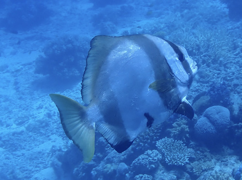 Batavia batfish (Platax batavianus) — Ephippidae — 5