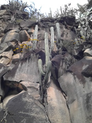 Isolatocereus dumortieri