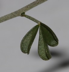 Lotononis viborgioides