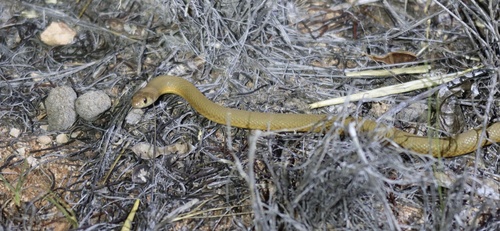 Western Brown Snake sighting