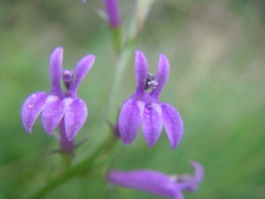 Lobelia urens