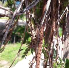 Coryacris angustipennis