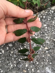 Euphorbia hirta image