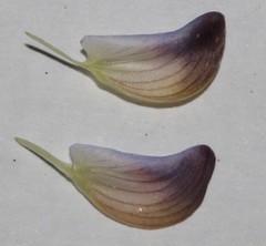 Lotononis villosa