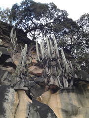 Isolatocereus dumortieri