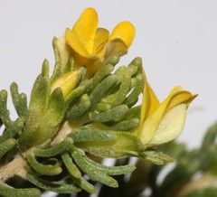 Aspalathus pallescens