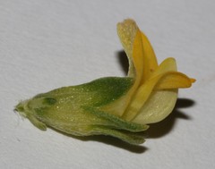 Aspalathus pallescens