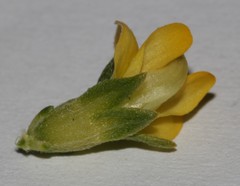 Aspalathus pallescens