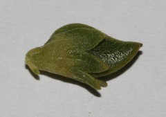Aspalathus pallescens