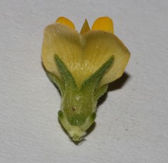 Aspalathus pallescens