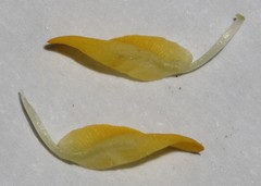 Aspalathus pallescens