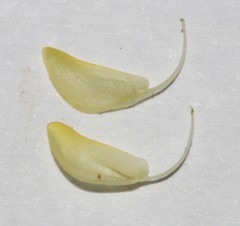 Aspalathus pallescens