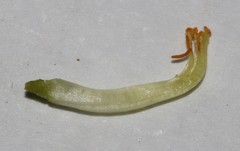 Aspalathus pallescens