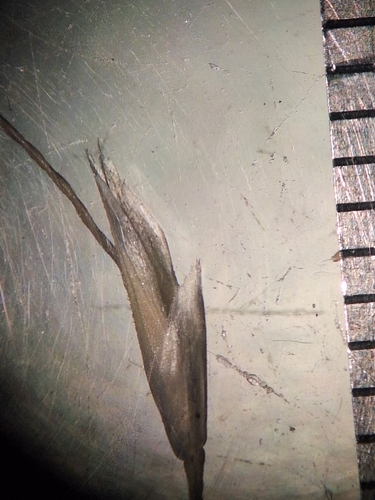 Amphibromus neesii, 2025-12-12