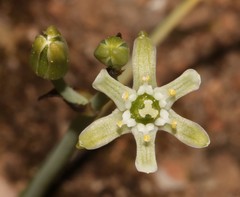 Ornithogalum neopatersonia