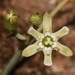 Ornithogalum neopatersonia - Photo (c) Brian du Preez, some rights reserved (CC BY-SA), uploaded by Brian du Preez