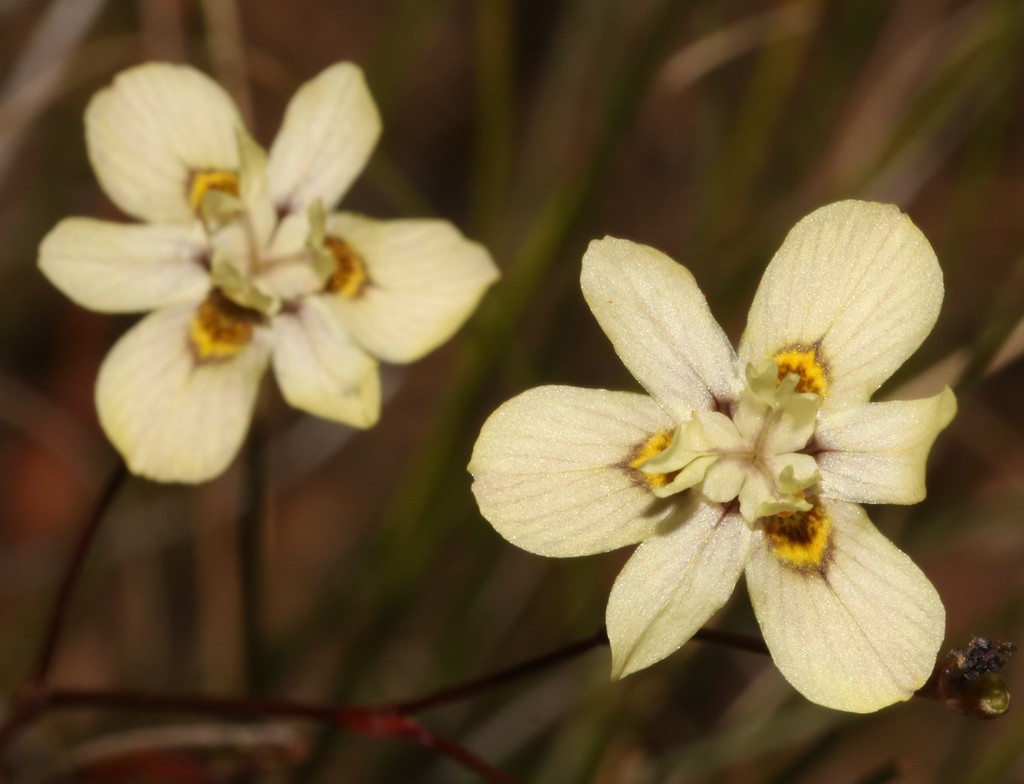 Moraea