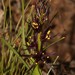 Wurmbea marginata - Photo (c) Brian du Preez, some rights reserved (CC BY-SA), uploaded by Brian du Preez