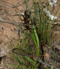 Wurmbea marginata