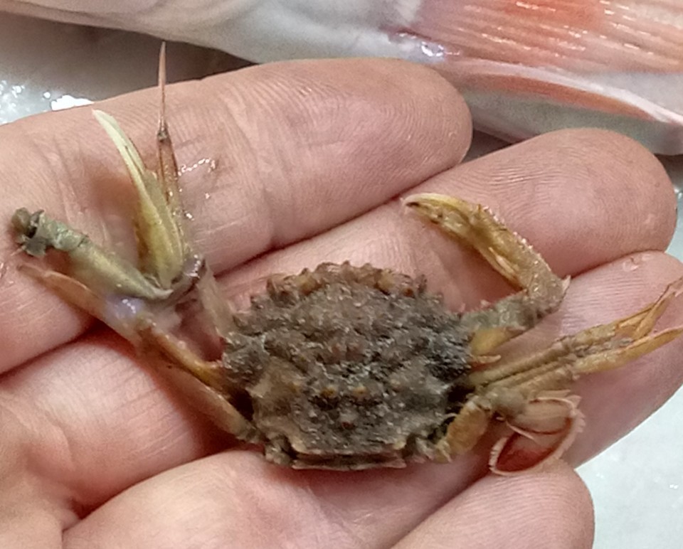 portunid crab