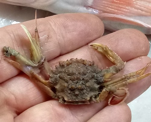 portunid crab