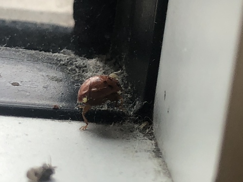 Hesperomyces harmoniae