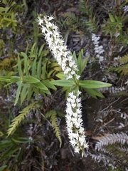 Veronica ligustrifolia