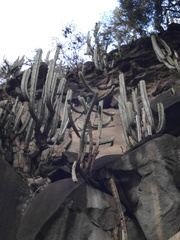 Isolatocereus dumortieri