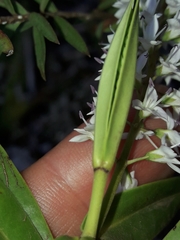Veronica ligustrifolia