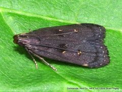 Dichomeris setosella