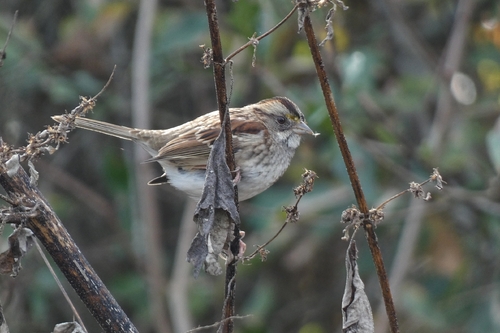 White-throated Sparrow photographed in Louisiana