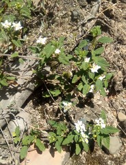 Lantana balansae