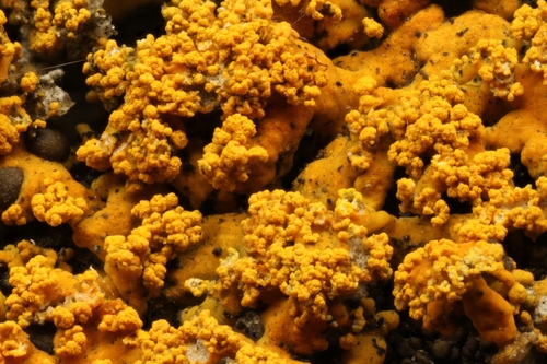 Sugared Sunburst Lichen